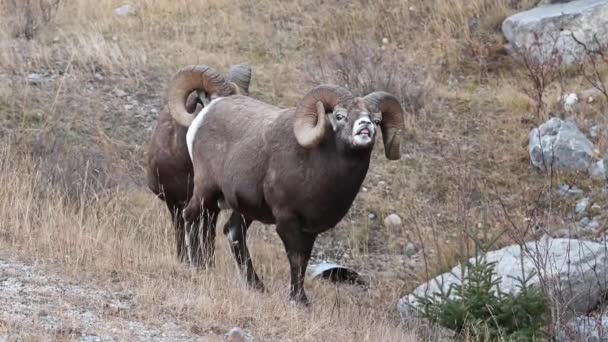 Koca Boynuzlu Koyunlar Vahşi Doğada — Stok video