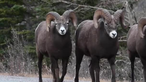 Bighorn Πρόβατα Στην Άγρια Φύση — Αρχείο Βίντεο