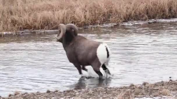 Owce Bighorn Środowisku Naturalnym — Wideo stockowe