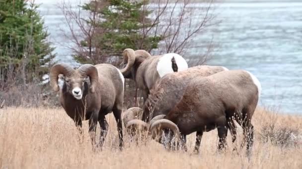 Mouflons Amérique Dans Nature — Video