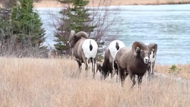 Mouflons Amérique Dans Nature — Video