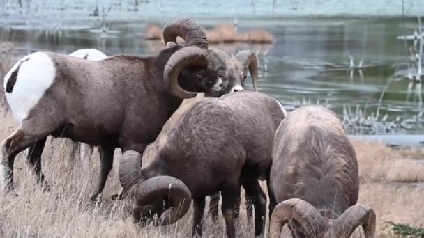 Bighorn Овец Дикой Природе — стоковое видео