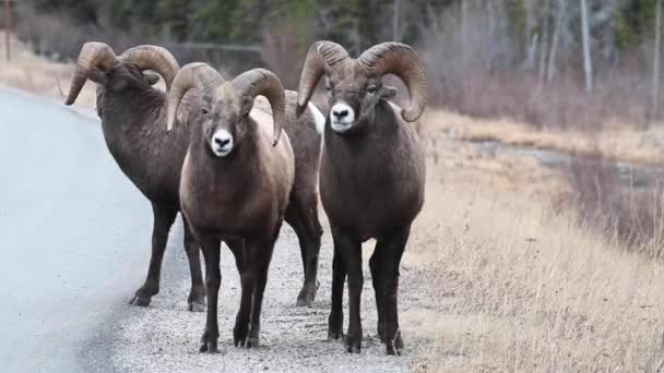 Koca Boynuzlu Koyunlar Vahşi Doğada — Stok video