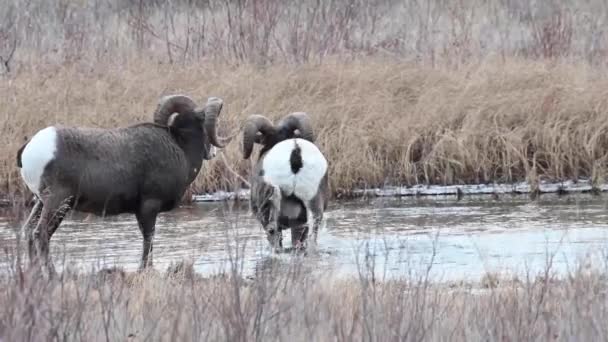野生のビッグホーンの羊 — ストック動画