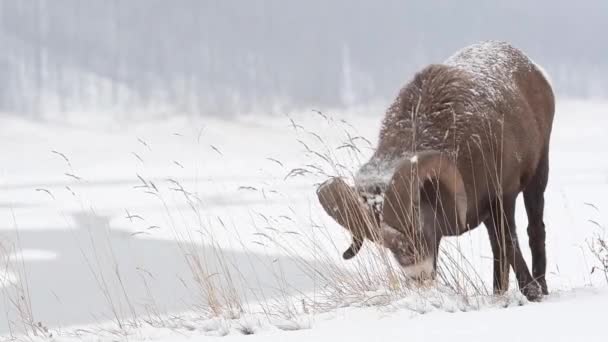 Dickhornschafe Freier Wildbahn — Stockvideo