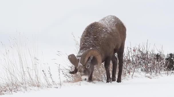 Owce Bighorn Środowisku Naturalnym — Wideo stockowe