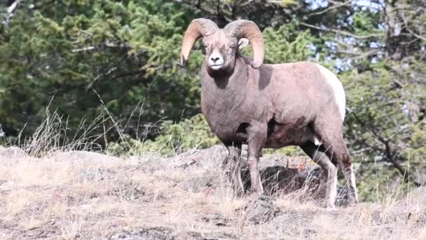 Bighorn Πρόβατα Στην Άγρια Φύση — Αρχείο Βίντεο