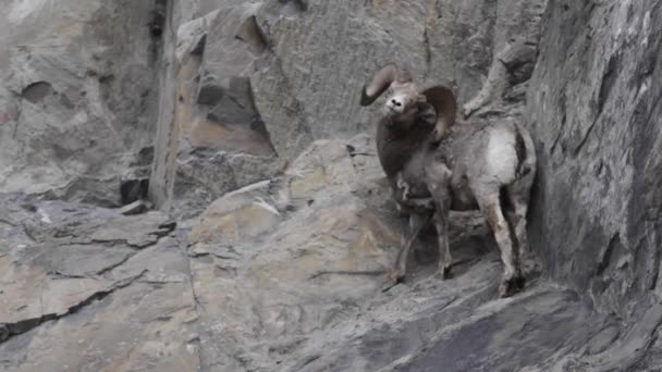 Oaie Bighorn Sălbăticie — Videoclip de stoc