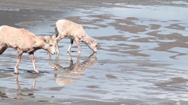 Storögda Får Naturen — Stockvideo