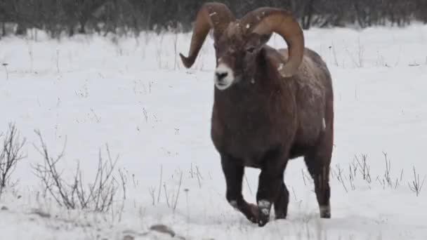 野生のビッグホーンの羊 — ストック動画