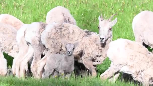 Bighorn Πρόβατα Στην Άγρια Φύση — Αρχείο Βίντεο