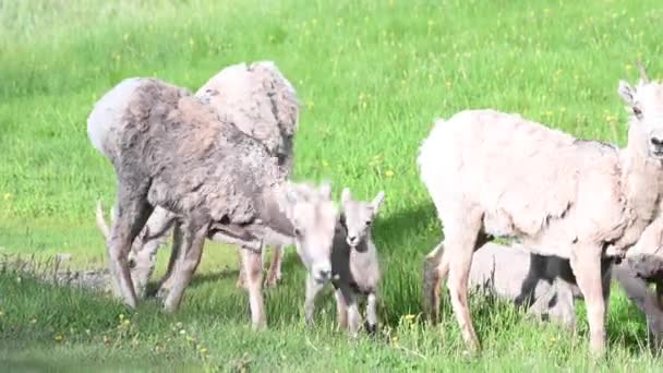 野外的大角羊 — 图库视频影像