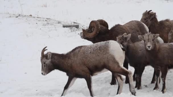 Bighorn Ovce Divočině — Stock video