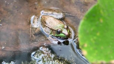 Şehir merkezinde bir kurbağa.