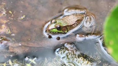 Şehir merkezinde bir kurbağa.
