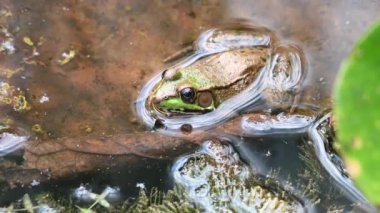 Şehir merkezinde bir kurbağa.