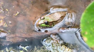 Şehir merkezinde bir kurbağa.