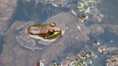Şehir merkezinde bir kurbağa.
