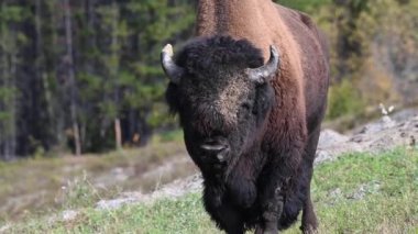 Bizon Kanada 'nın vahşi doğasında