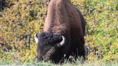 Bizon Kanada 'nın vahşi doğasında