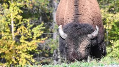 Bizon Kanada 'nın vahşi doğasında