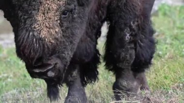Bizon Kanada 'nın vahşi doğasında