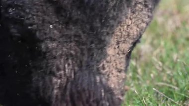 Bizon Kanada 'nın vahşi doğasında