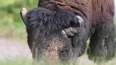 Bizon Kanada 'nın vahşi doğasında