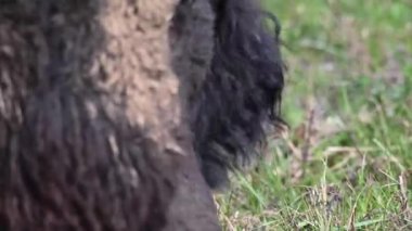 Bizon Kanada 'nın vahşi doğasında