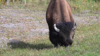 Bizon Kanada 'nın vahşi doğasında