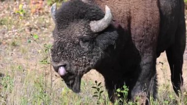 Bizon Kanada 'nın vahşi doğasında