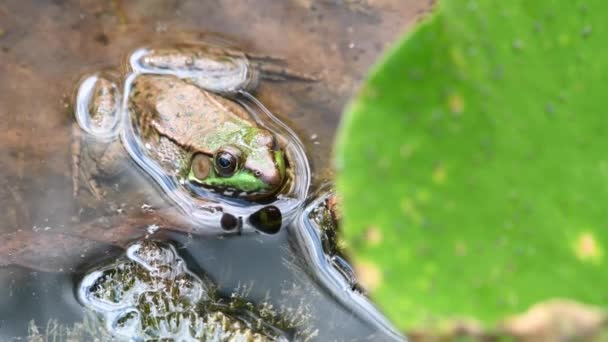 Bullfrog Ένα Αστικό Κέντρο — Αρχείο Βίντεο