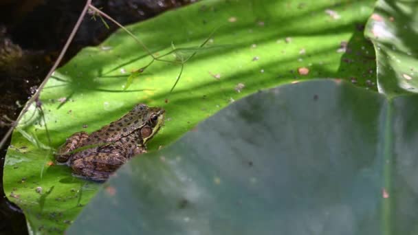 Bullfrog Ένα Αστικό Κέντρο — Αρχείο Βίντεο