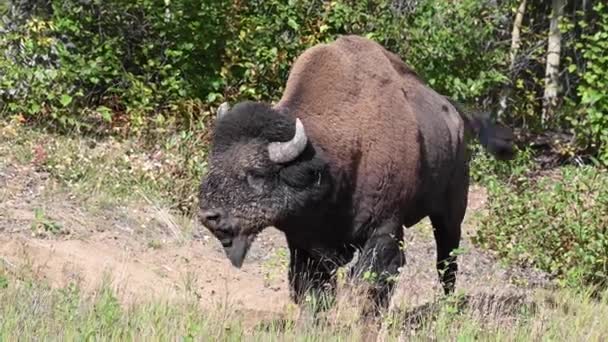 Bison Dans Nature Sauvage Canadienne — Video