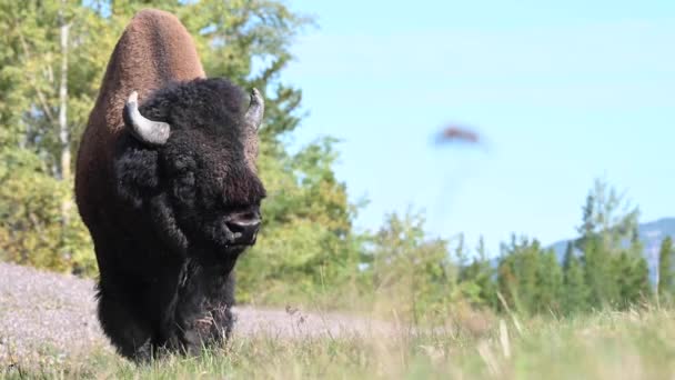 Bison Canadese Wildernis — Stockvideo