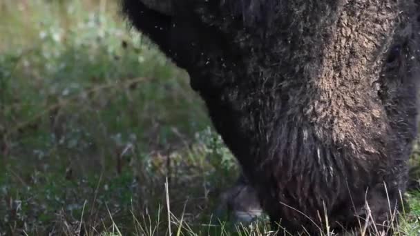 Bison Dans Nature Sauvage Canadienne — Video