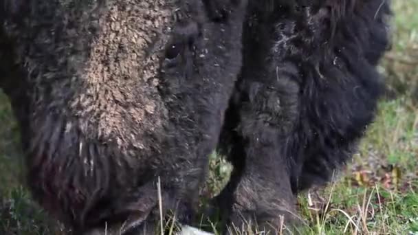 Bison Dans Nature Sauvage Canadienne — Video