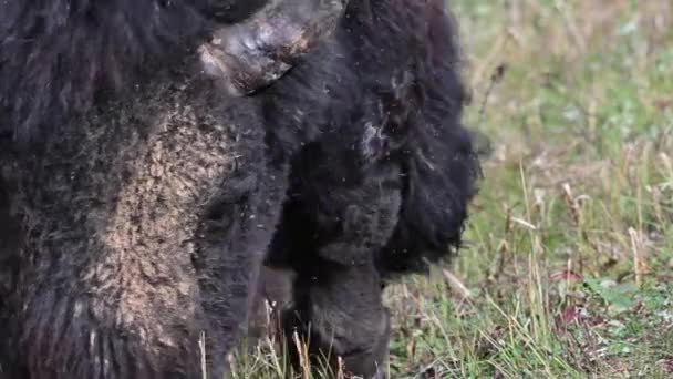 Bison Dans Nature Sauvage Canadienne — Video