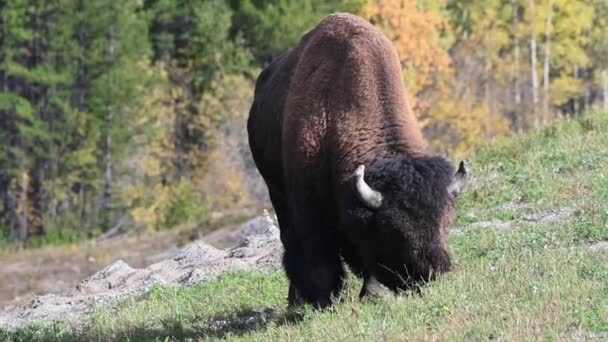 Bisons Der Kanadischen Wildnis — Stockvideo