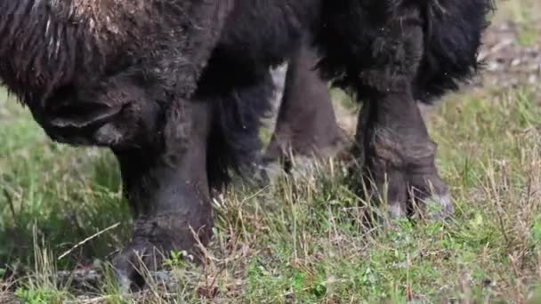 Bisonte Desierto Canadiense — Vídeos de Stock