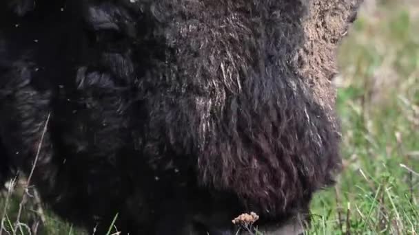 Bison Dans Nature Sauvage Canadienne — Video