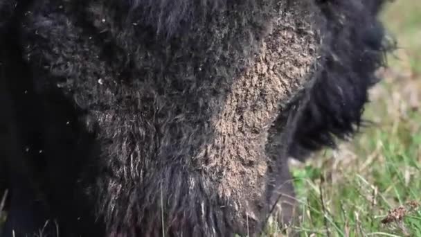 Bison Nella Natura Selvaggia Canadese — Video Stock