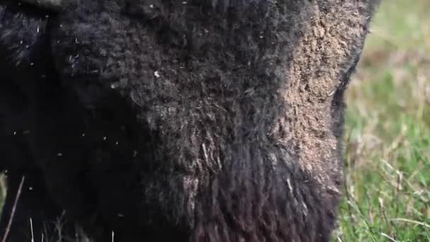 Bison Dans Nature Sauvage Canadienne — Video