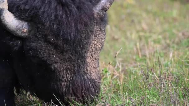 Bisão Deserto Canadense — Vídeo de Stock