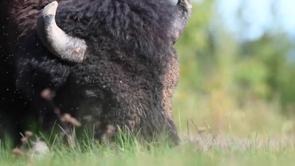 Bizon Kanada Nın Vahşi Doğasında — Stok video