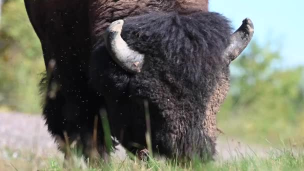 Bison Dans Nature Sauvage Canadienne — Video