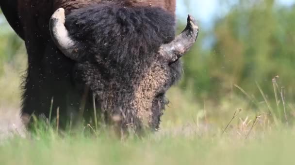 Bison Padang Gurun Kanada — Stok Video
