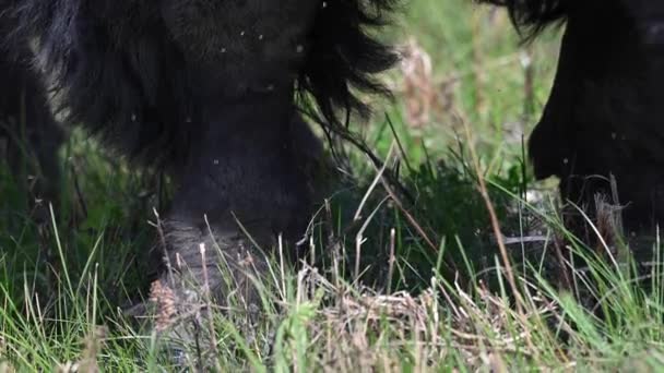 Bison Dans Nature Sauvage Canadienne — Video