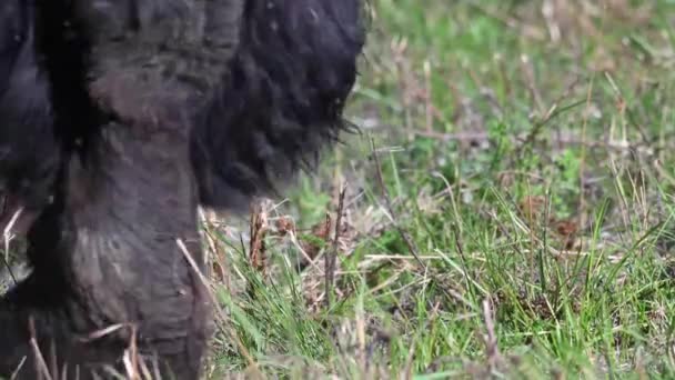 Bison Dans Nature Sauvage Canadienne — Video