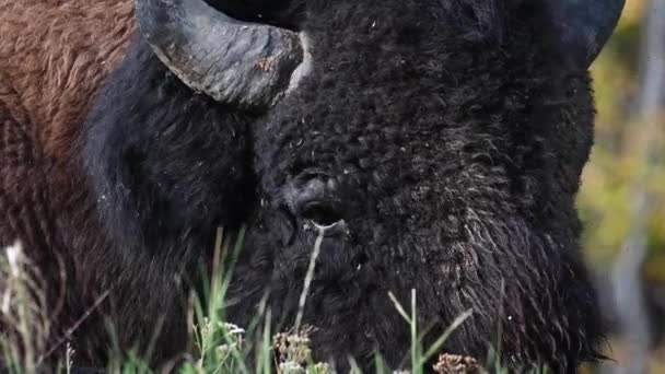 Bison Dans Nature Sauvage Canadienne — Video